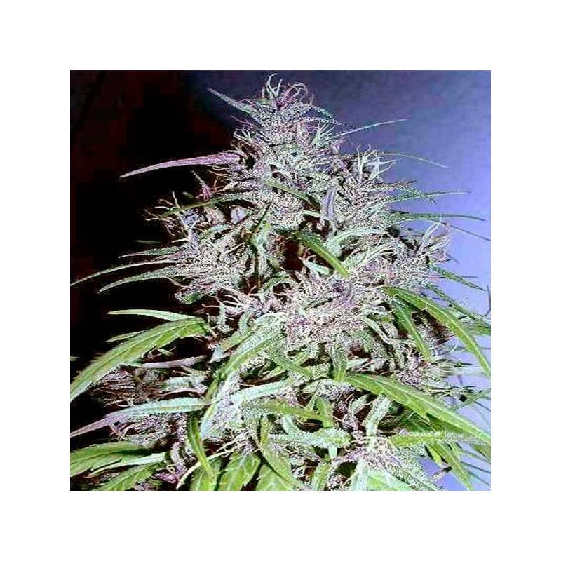 Destroyer Feminizada de Cannabiogen Seeds