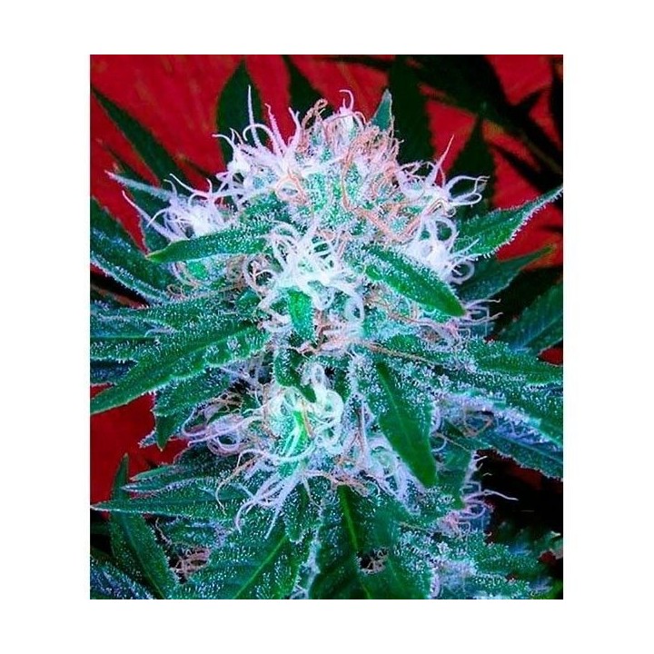 Bomb Autofloreciente Feminizada de Bomb Seeds