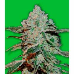 Atomic Bomb Feminizada de Bomb Seeds