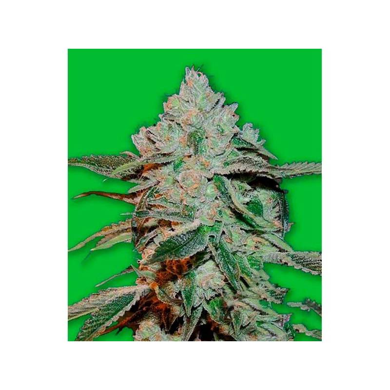 Atomic Bomb Feminizada de Bomb Seeds