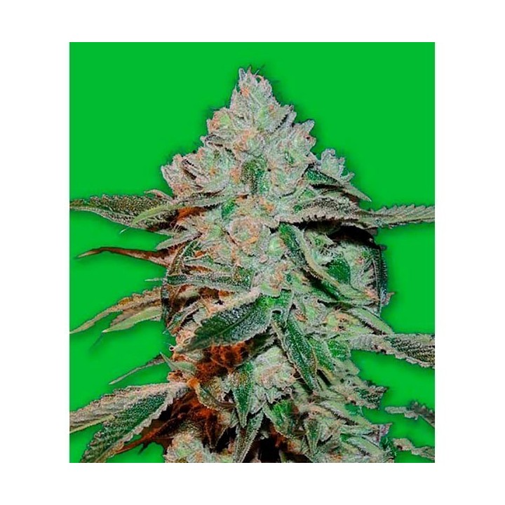 Atomic Bomb Feminizada de Bomb Seeds