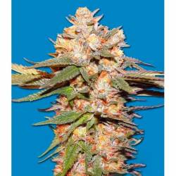 Big Bomb Feminizada de Bomb Seeds