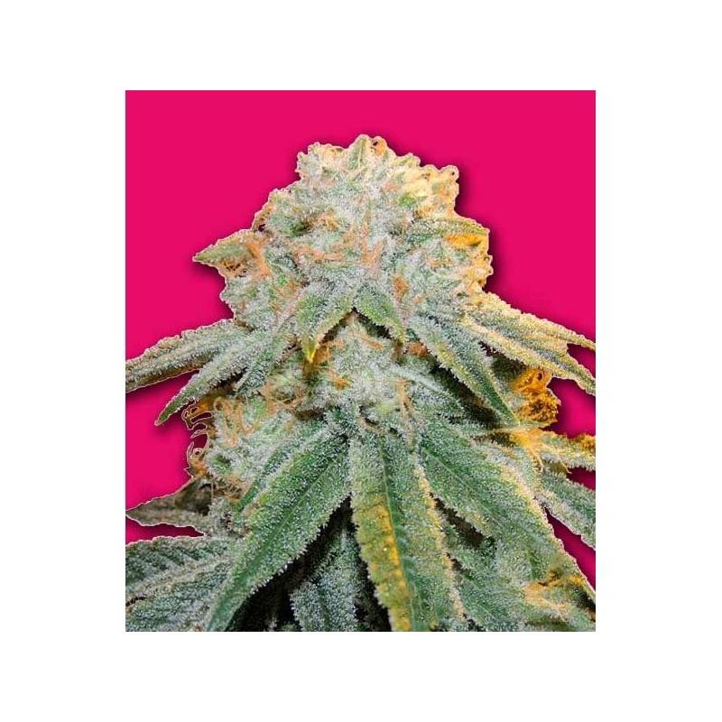 Bubble Bomb Feminizada de Bomb Seeds