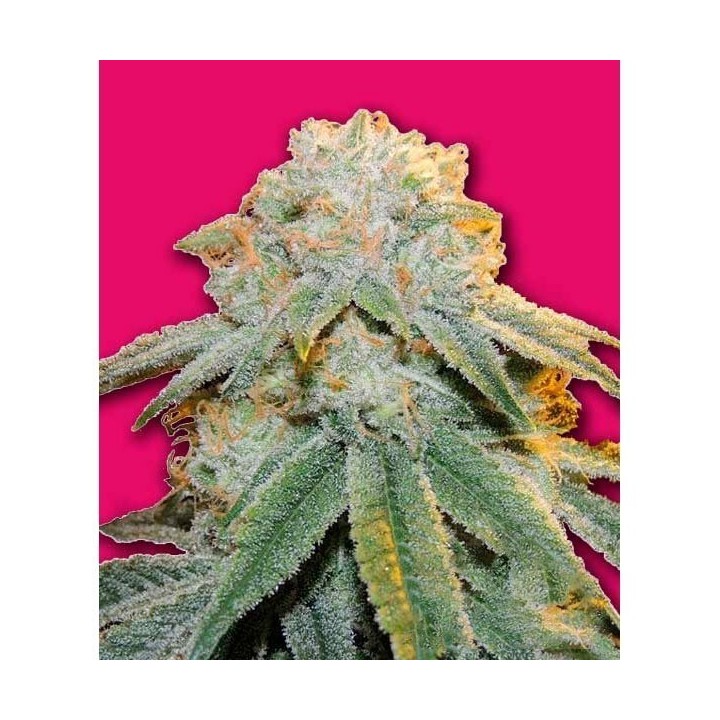 Bubble Bomb Feminizada de Bomb Seeds