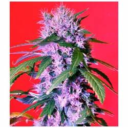 Berry Bomb Autofloreciente Feminizada de Bomb Seeds