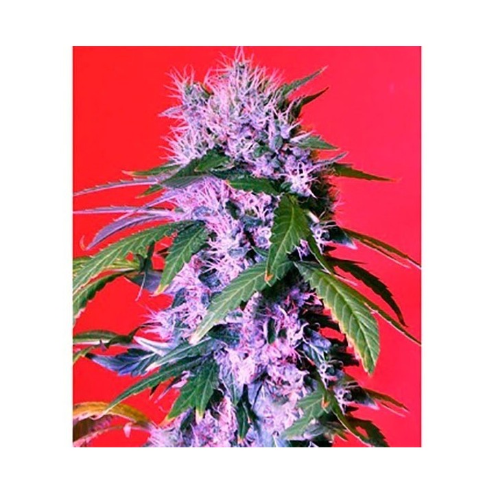 Berry Bomb Autofloreciente Feminizada de Bomb Seeds