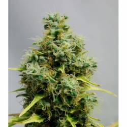 Big Bomb Autofloreciente Feminizada de Bomb Seeds