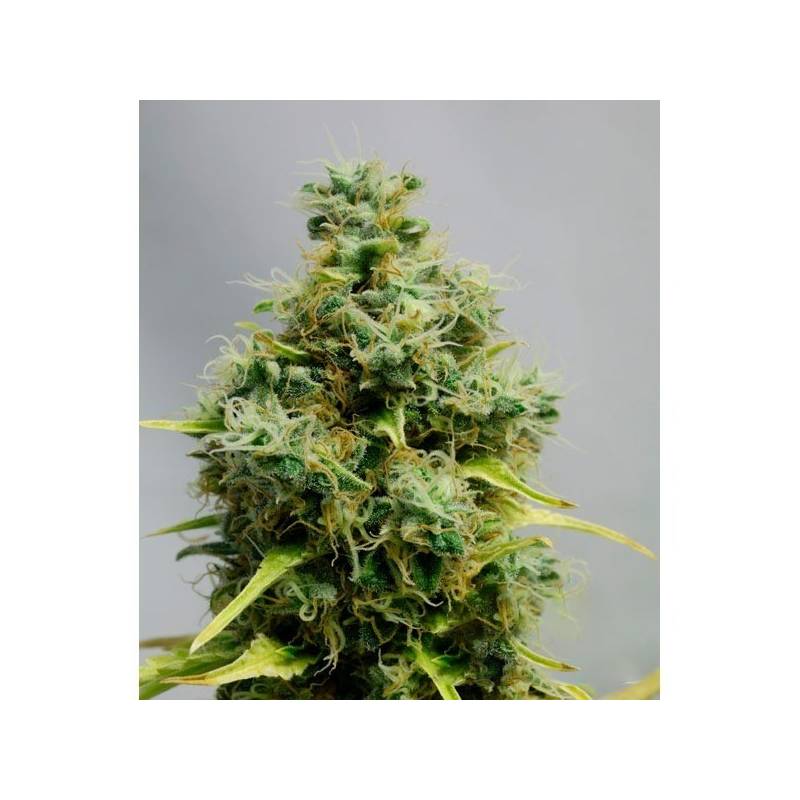 Big Bomb Autofloreciente Feminizada de Bomb Seeds