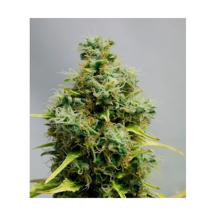 Big Bomb Autofloreciente Feminizada de Bomb Seeds