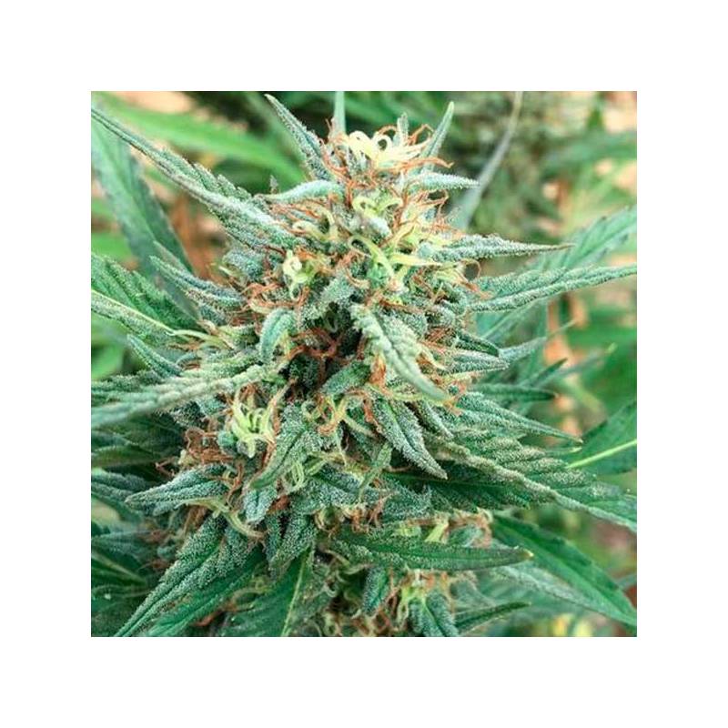 Ghana Regular de Cannabiogen Seeds