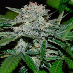 Hash Fruit Regular de Cannabiogen Seeds