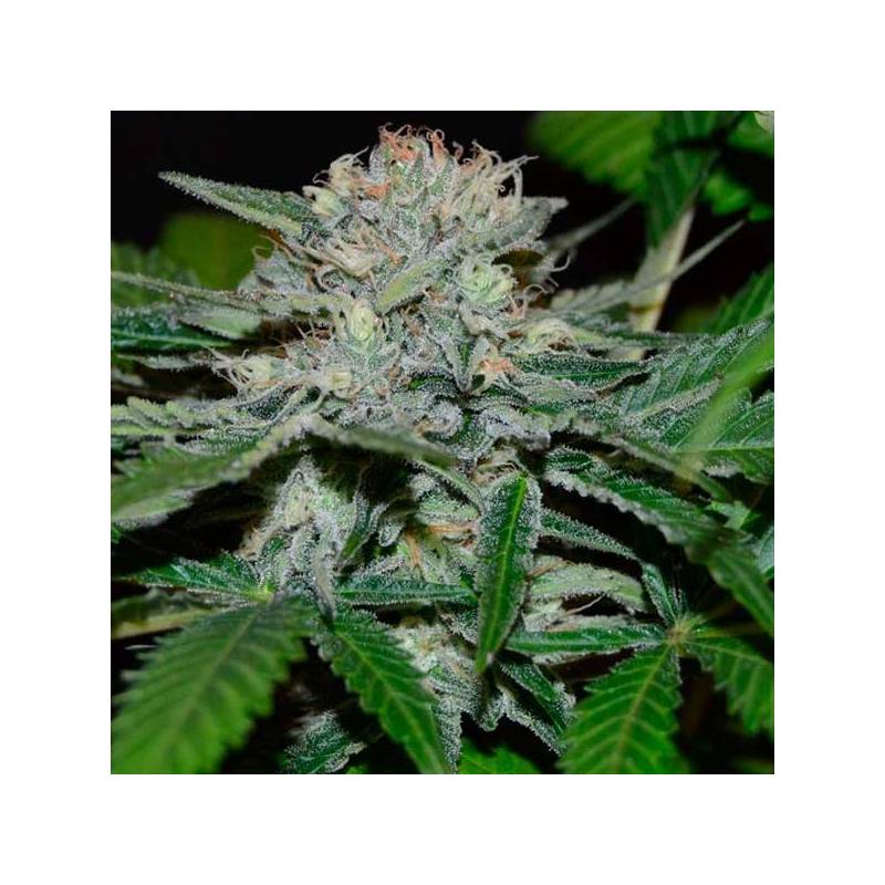 Hash Fruit Regular de Cannabiogen Seeds