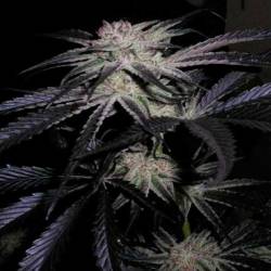 Mango/Peyote Feminizada de Cannabiogen Seeds