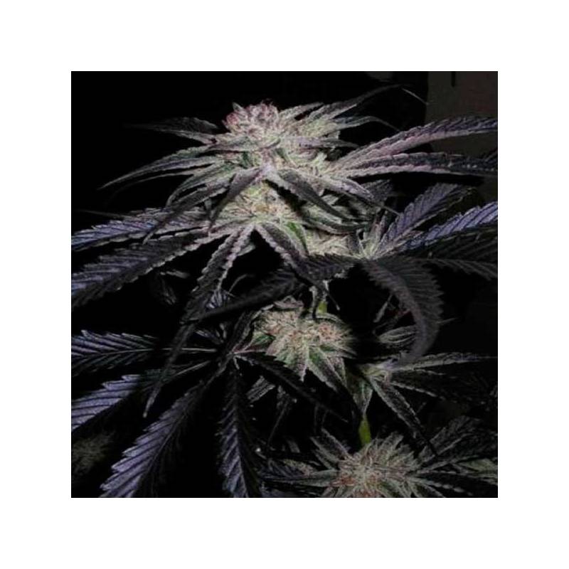 Mango/Peyote Feminizada de Cannabiogen Seeds