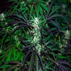 Mangobiche Regular de Cannabiogen Seeds