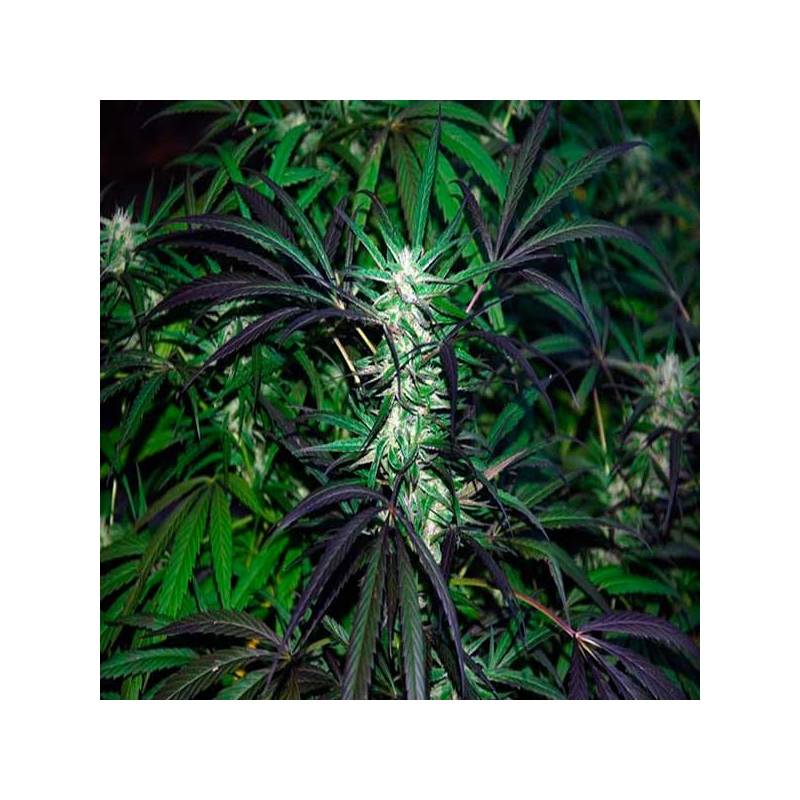 Mangobiche Regular de Cannabiogen Seeds