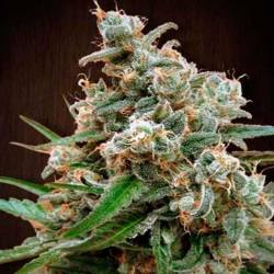 Nepal Jam Regular de Cannabiogen Seeds