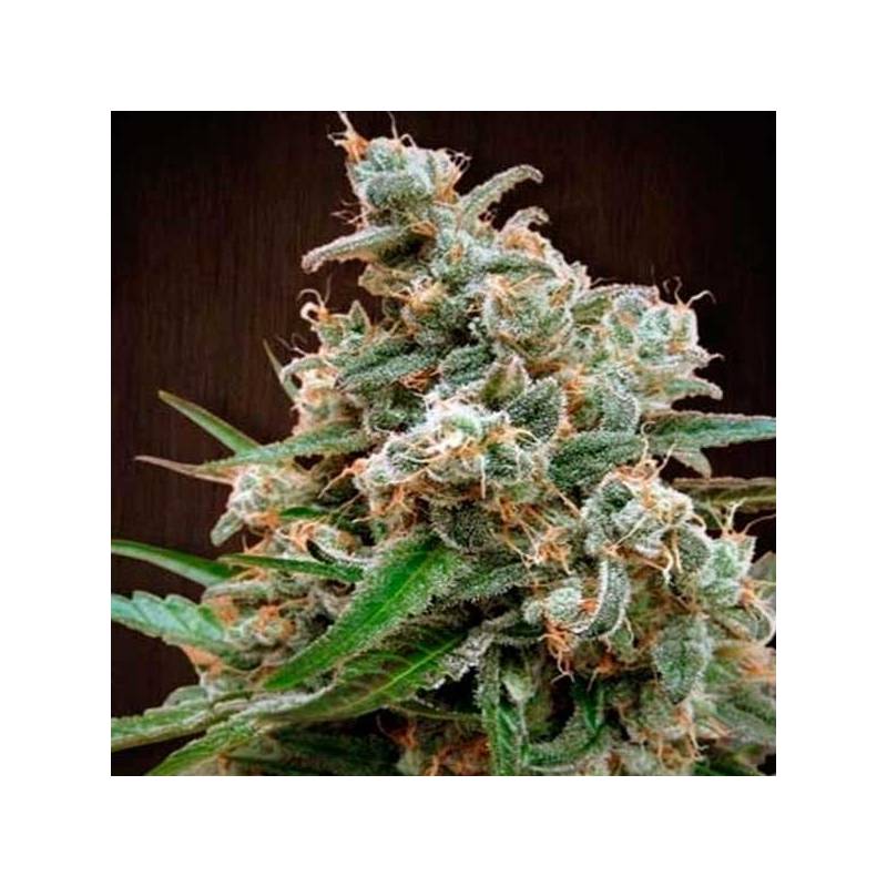 Nepal Jam Regular de Cannabiogen Seeds