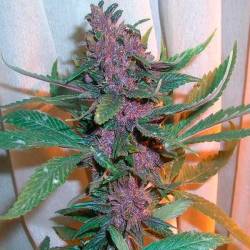 Pakistan Chitral Kush Feminizada de Cannabiogen Seeds