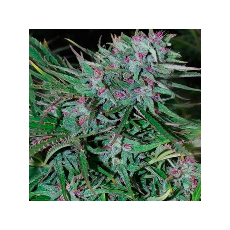 Panama Feminizada de Cannabiogen Seeds