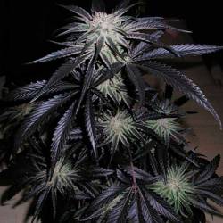 Peyote Purple Regular de Cannabiogen Seeds