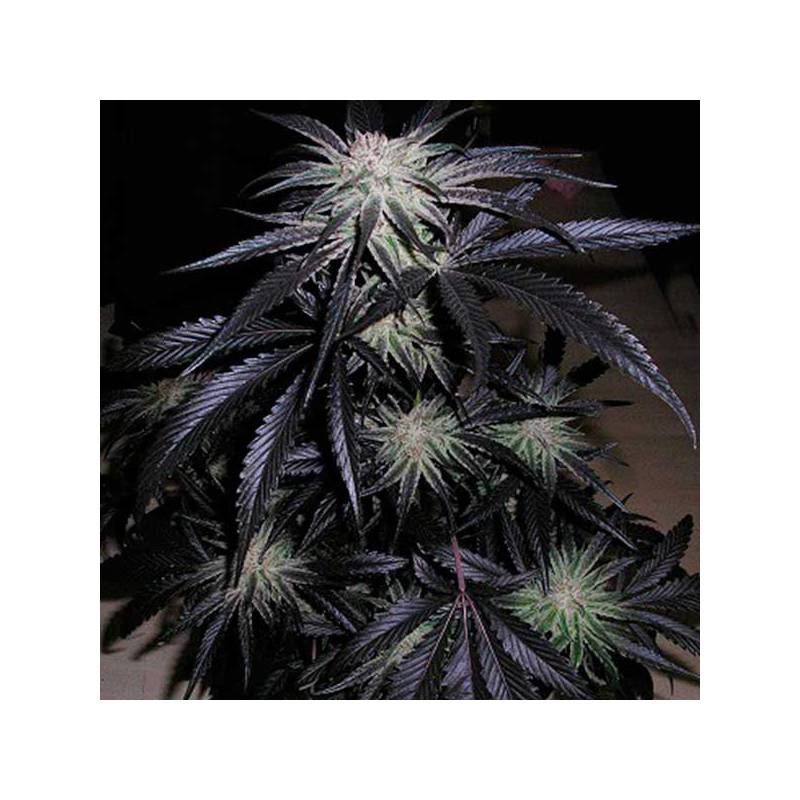 Peyote Purple Regular de Cannabiogen Seeds