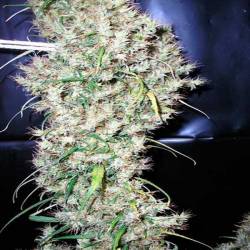 Sud Africa Regular de Cannabiogen Seeds