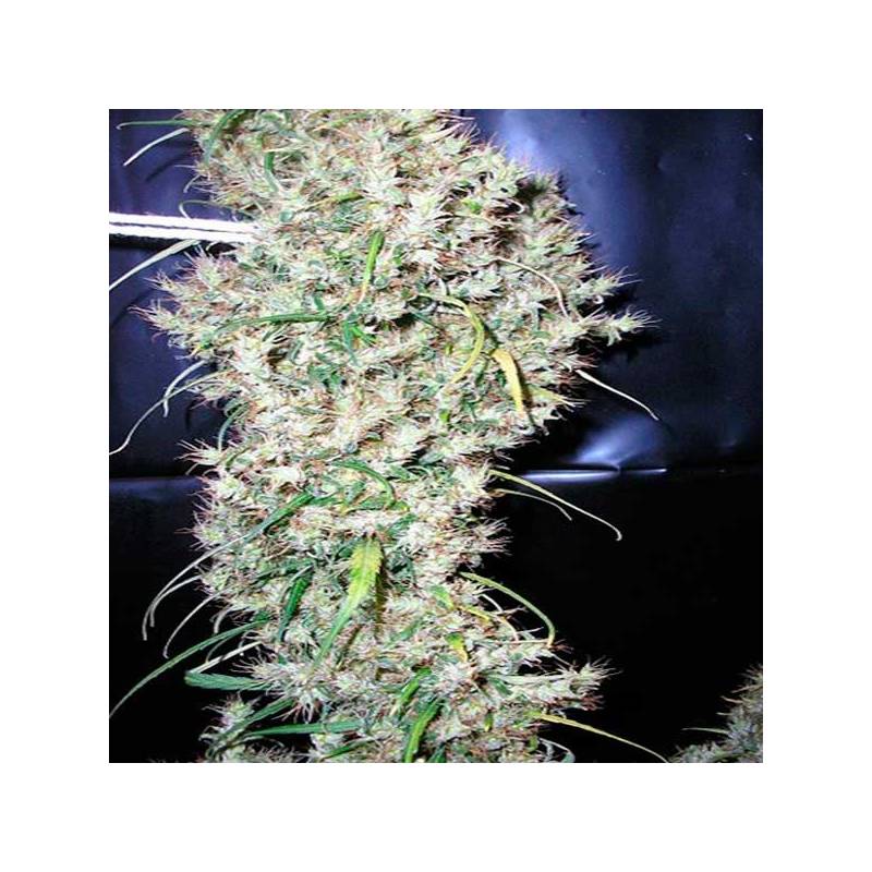 Sud Africa Regular de Cannabiogen Seeds