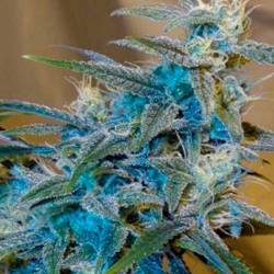 Sugarloaf Feminizada de Cannabiogen Seeds