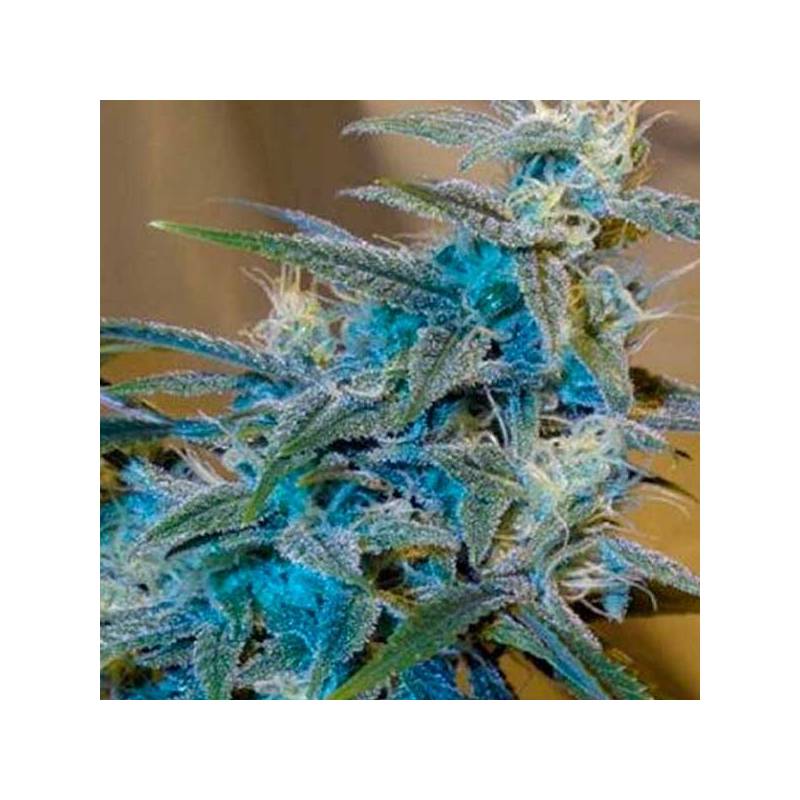 Sugarloaf Feminizada de Cannabiogen Seeds