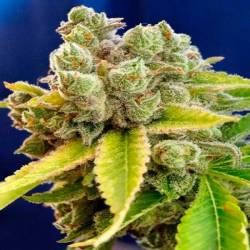 Casey Jones Feminizada de Devils Harvest Seeds