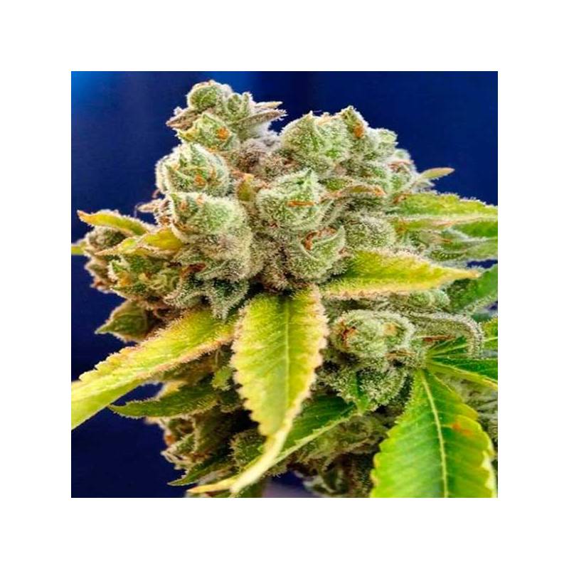 Casey Jones Feminizada de Devils Harvest Seeds