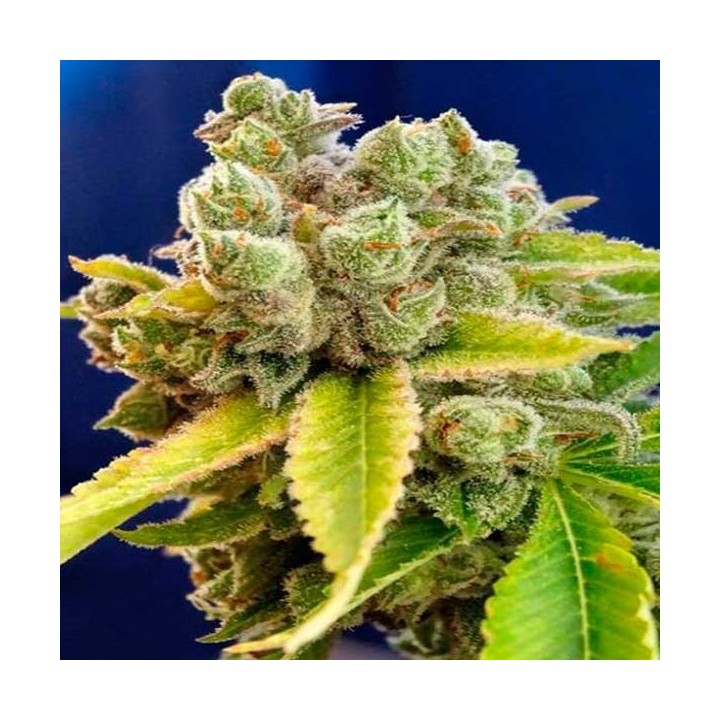 Casey Jones Feminizada de Devils Harvest Seeds