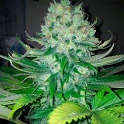 Fallen Angel Feminizada de Devils Harvest Seeds