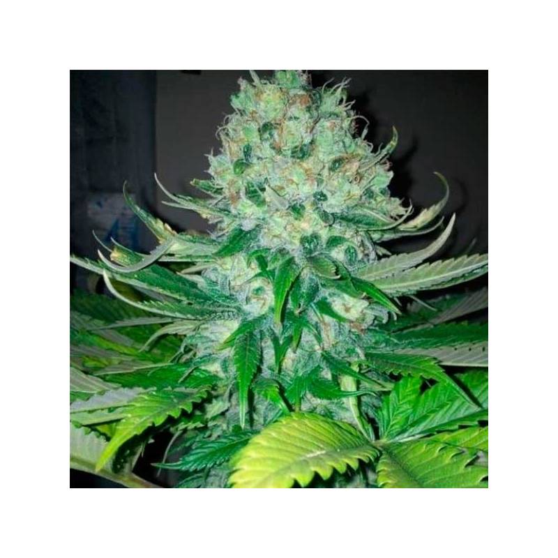 Fallen Angel Feminizada de Devils Harvest Seeds