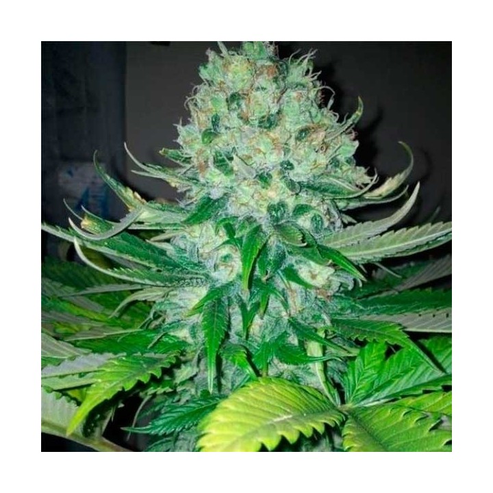 Fallen Angel Feminizada de Devils Harvest Seeds