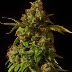 Hells Bell Regular de Devils Harvest Seeds