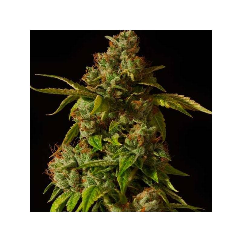 Hells Bell Regular de Devils Harvest Seeds