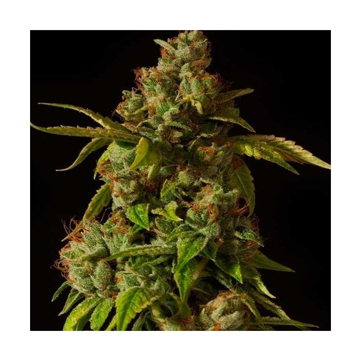 Hells Bell Regular de Devils Harvest Seeds