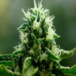 John Doe Regular de Devils Harvest Seeds