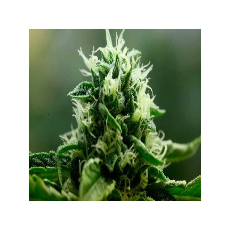 John Doe Regular de Devils Harvest Seeds