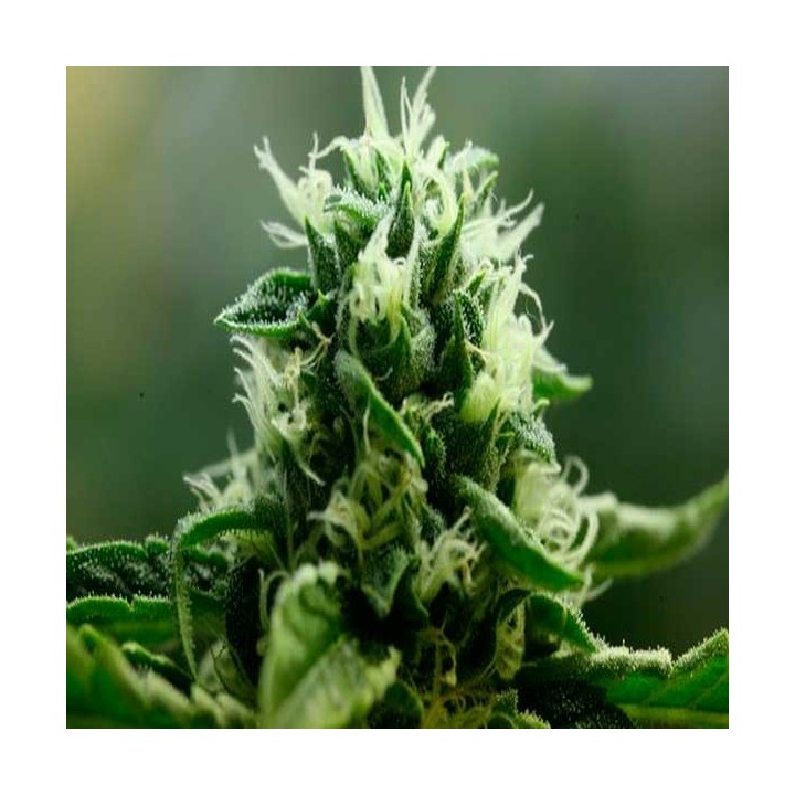 John Doe Regular de Devils Harvest Seeds