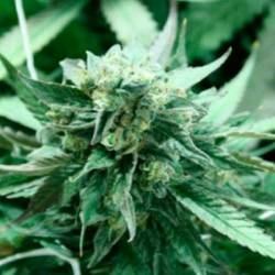 Khufu Regular de Devils Harvest Seeds