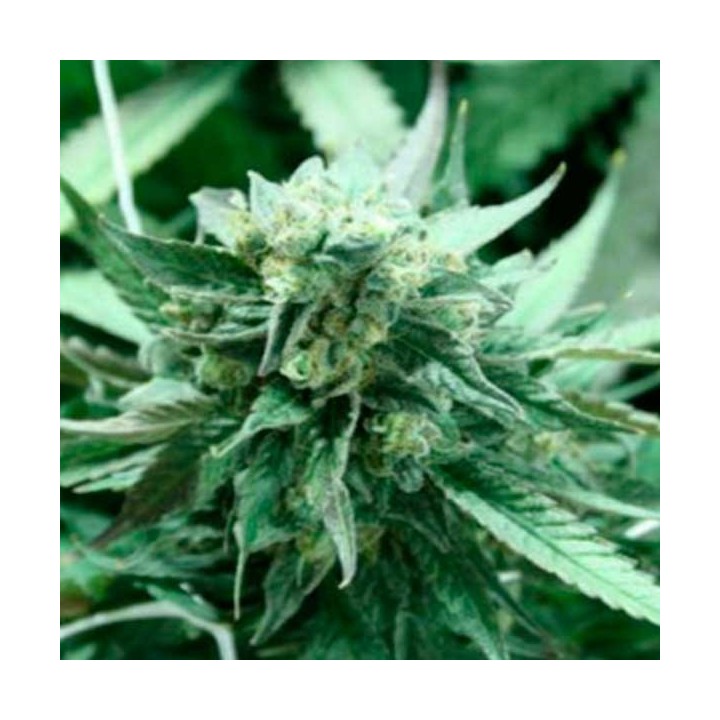 Khufu Regular de Devils Harvest Seeds