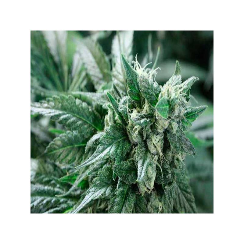 Kuchi Feminizada de Devils Harvest Seeds