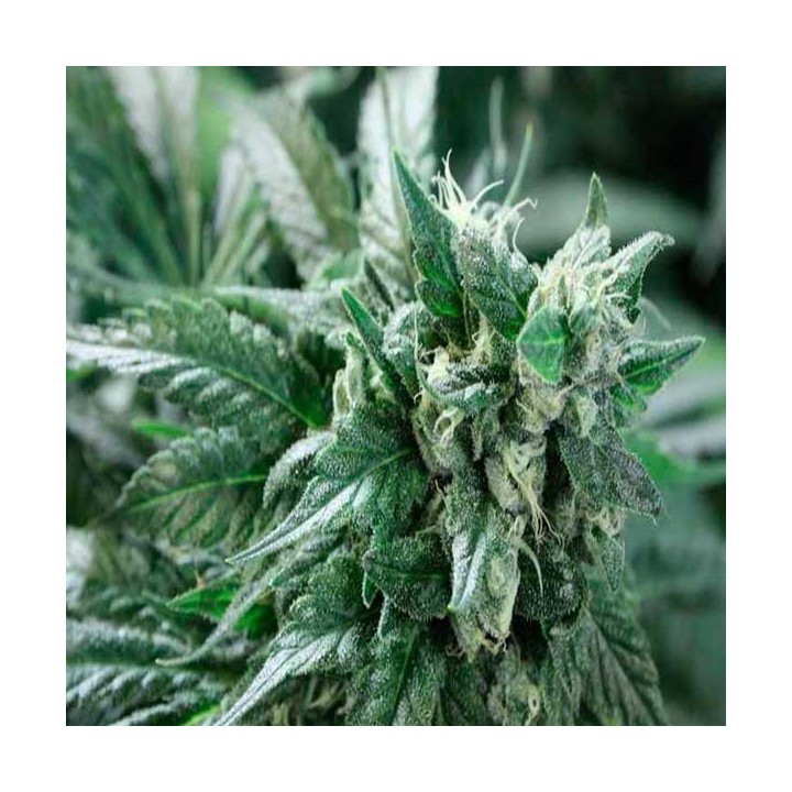 Kuchi Feminizada de Devils Harvest Seeds