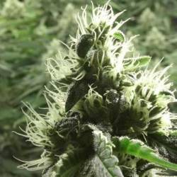 Rollex Og Kush Feminizada de Devils Harvest Seeds