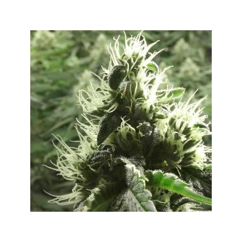 Rollex Og Kush Feminizada de Devils Harvest Seeds