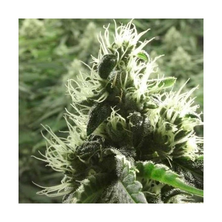 Rollex Og Kush Feminizada de Devils Harvest Seeds