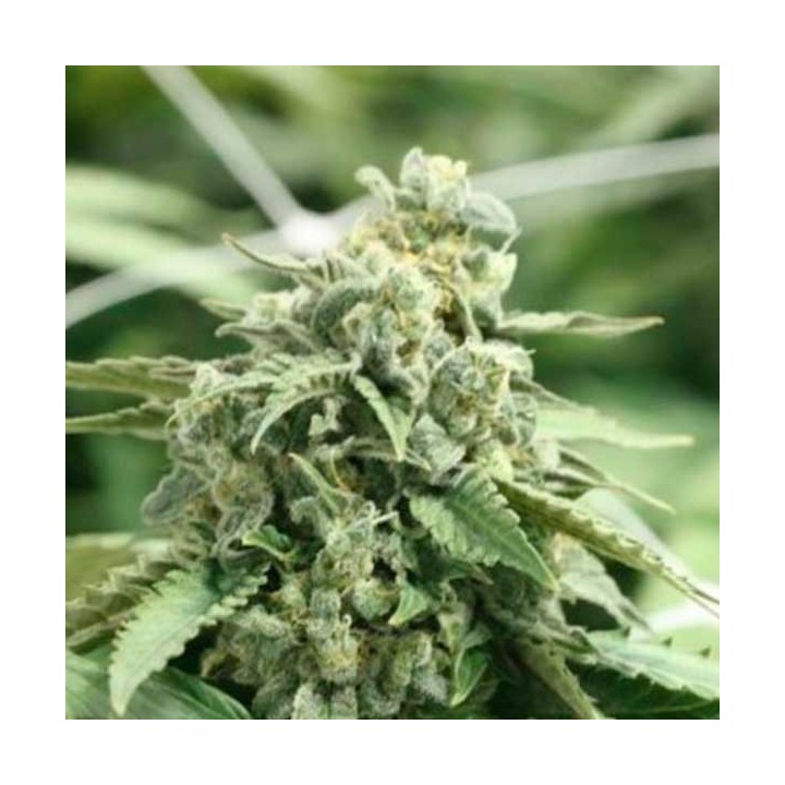 Shoreline Feminizada de Devils Harvest Seeds